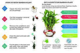 We did not find results for: Going Greens Combo Of 2 Lucky Bamboo Plants 2 Layers With Free Glass Pots
