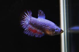 Bright orange colour with a lovely iridescent and loads of energy as you can see photographing fish is definitely not one of my strong. Blue Patterned Halfmoon Female Betta Released Bettasplendid Com