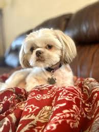 Get answers from geri's mobile pet grooming staff and past visitors. Fancy Dog Mobile Pet Grooming 20 Photos Pet Groomers San Antonio Tx United States Phone Number