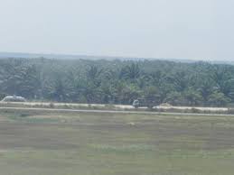 Pelepah sawit meliputi lai daun. Ladang Kelapa Sawit Dalam Gambar Ekolss Blog