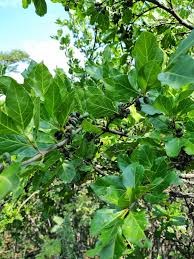 Image result for Afrocanthium mundianum