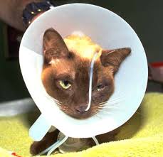 Humans, cats, dogs, horses, rodents, cattle and many other mammals can all become infected with the cowpox virus. Cat Pox Virus In Cats Vetlexicon Felis From Vetlexicon Definitive Veterinary Intelligence