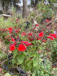 Image result for Dierama parviflorum