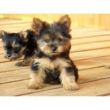 Unethical breeders will sometimes lie about a puppy's age in order to make it appear that the puppy will be small as an adult. Healthy Yorkie Pups Text 574 213 5874 Chicargo For Sale Chicago Pets Dogs