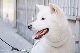 You get into a new relationship, and everything is moving along smoothly, then you get to that time when. 80 Japanese Dog Names Male Female Pethelpful By Fellow Animal Lovers And Experts
