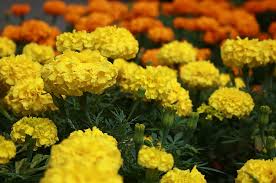 Il seguente fiori a palla nome prodotti possono ottieni fiori a palla nome via idee e ispirazione! Le Fioriture