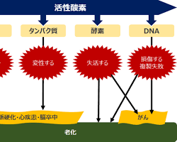 酸化ストレスの画像