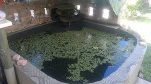 Guppies can live in ponds. My Guppy Pond Tropical Aquariums Sa