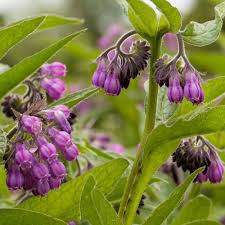 In very hot climates partial shade can be better. Comfrey Seed Buy Comfrey Herb Seed