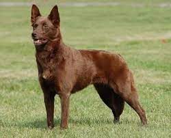 Maybe you would like to learn more about one of these? 30 Australian Kelpies Ideas Australian Kelpie Dogs Australian Kelpie Dog