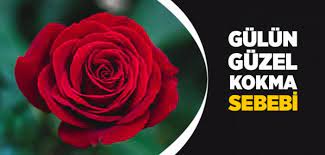 Yoksa cahil birisi zaten güzel konuşamaz. Hz Mevlana Ya Gore Gul Neden Guzel Kokar Islam Ve Ihsan