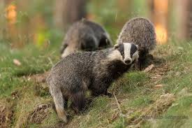 Dachs Meles Meles Saugetiere Wilde Tiere Tiere