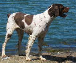 Throughout the years, different spaniels were bred for various regions, such as woods, briars, marshlands and more. All About The Brittany Spaniel Dog Breed Pethelpful