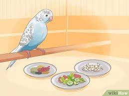 Feeding Baby Budgies Step By Step Guide