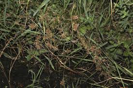 Image result for Pycreus flavidus