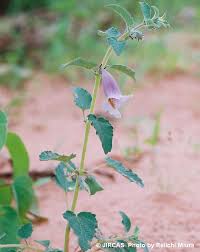 Image result for Ceratotheca