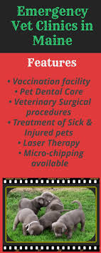 Contact our emergency animal hospital today! Top Emergency Vet Clinics In Maine Animal Hospital Reviews 2020
