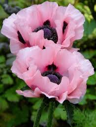 Pin On Gardening