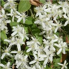 Maybe you would like to learn more about one of these? Clematis Terniflora Seeds Sweet Autumn Clematis Plant World Seeds
