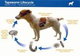 How often do puppies need to be wormed? Wormer For Dogs Vet Worming Tips