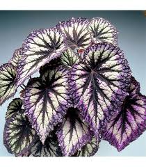 Image result for Begonia fusialata