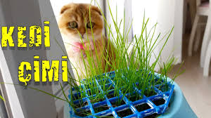 Kedi Cimi Faydalari British Shorthair By Shadow British