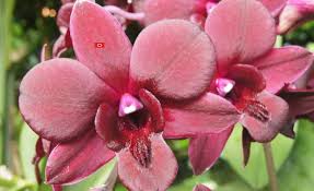 Image result for Dissotis peregrina