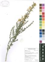 Image result for Dichilus