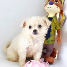 Satilik Chihuahua Krem Renk Irk Standarinta Disi Istanbul Yavru Chihuahua Kopek Sahiplendirme