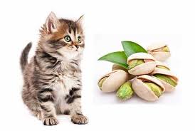 In the dog owner's guide to nuts and seeds, pet md breaks down the safety of nuts for dogs. Can Cats Eat Pistachios What Are The Risks