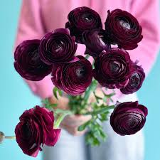 Image result for Ranunculus