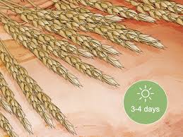 Check spelling or type a new query. How To Grow Wheat In Your Garden With Pictures Wikihow
