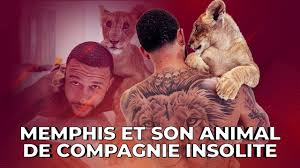 L histoire du lion tatoue sur le dos de memphis depay ol l equipe memphis depay reunion de deux passions le foot et les decouvrez en photos 10 footballeurs rois de tatouages afrikmag. Memphis Depay A Un Lion Comme Animal De Compagnie Youtube