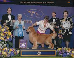 Westminster dog show 2020 was held at madison square garden in new york. Grand Champion Canine Good Citizen Daniel The Golden Retriever