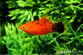 Image result for Platycaulos