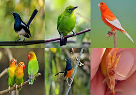 We did not find results for: Bubul Pada Kaki Burung Jenis Ciri Ciri Penyebab Pencegahan Dan Pengobatan Hewan Id