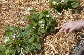 Raised beds can keep the soil dry and easy to access. How To Grow Strawberries Rhs Gardening