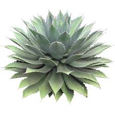 Pin By Dionna Hatch On A R C H I T E C T U A L Succulents Plant Images Plant Illustration