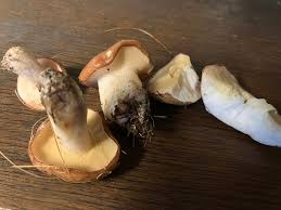 Image result for Suillus weaverae