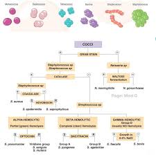 Image result for Group D Streptococcus
