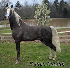 Learn about the tennessee walker breed. Silver Dapple Tennessee Walker Stallion Tennessee Walking Horse Horses Horse Breeds