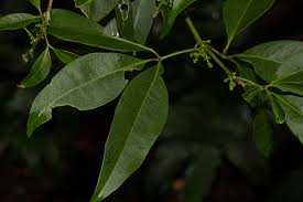 Image result for Vepris