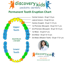 Permanent Tooth Eruption Pediatric Dentist In Frisco