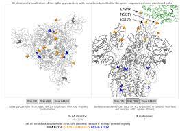 The new mutation called the n501y identified in the united kingdom has caused 1,100 new infections in more than sixty areas of the. Gisaid Novel Variant Combination In Spike Receptor Binding Site