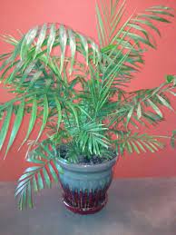 Common Name Neanthe Bella Palm Parlor Palm Good Luck Palm Scientific Name Chamaedorea Elegans Lighting Moder House Plant Care Palm Plant Care House Plants