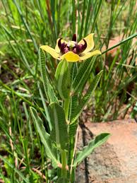 Image result for Pachycarpus concolor