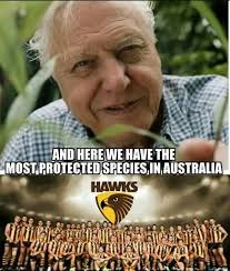 Poos Wees Football Funny Football Memes Sports Memes