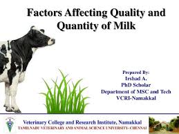 Factors Affecting Quality And Quantity Of Milk In Dairy Cattle In 2020 Dairy Cattle Milk Production Milk Composition