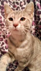 Maybe you would like to learn more about one of these? Wags And Whiskers Pet Rescue Wwpetrescue Profile Pinterest