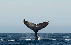 Only good photos of the underside of a humpback whale fluke, the part that shows when the whale makes a deep dive, are useful. Wallpaper Pacific Ocean Sea Whale Fluke Humpback Whale Images For Desktop Section Zhivotnye Download